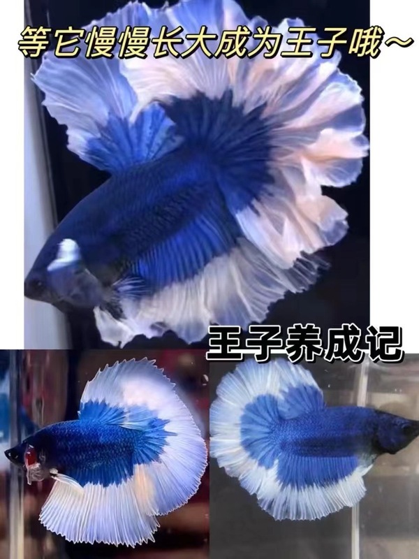 泰国斗鱼仙女款纯白半月超美网红小型淡水热带冷水观赏鱼好养耐活|undefined