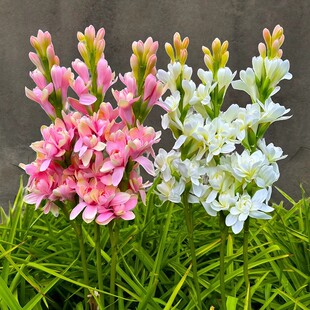 ������N���ɫ���Ե��Զ������N�򻨻ܰ�ɫ�ذ������������N��