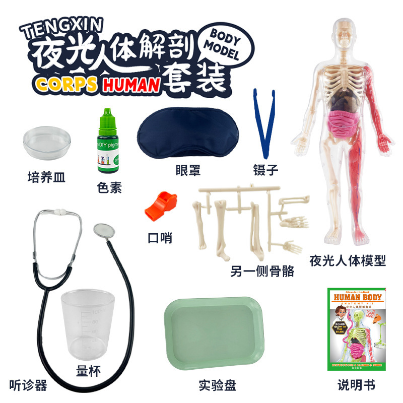 国境を越えたおもちゃ早期教育人間の臓器骨格モデルセット科学と教育小中学生 DIY 組み立て子供のパズル|undefined