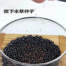 �ļ��ٳ�ˮ�ݷN��ˮ���~������΢���^���Bƿ�쾰��ˮ���ֲ��N��