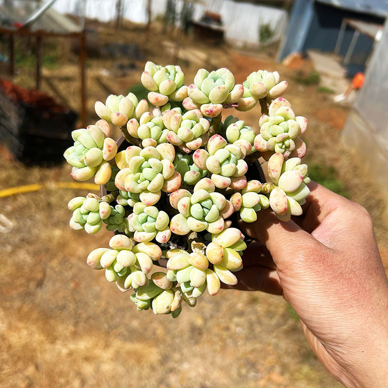 리틀 라울 전체 파일 10cm+