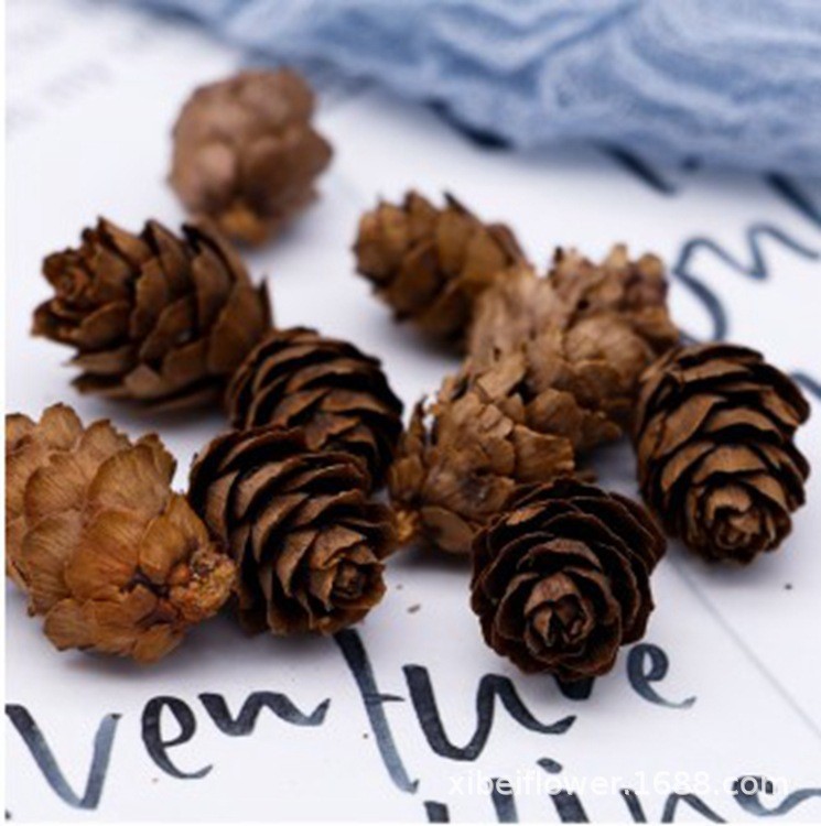 작은 소나무 과일 10g