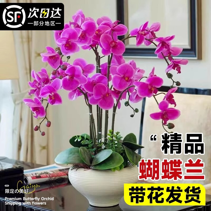 Phalaenopsis Orchid Potted Plant with Flower Spikes, Large Seedlings, Indoor Plant for Living Room, Flowers with Flower Buds, Easy to Maintain All Year Round Phalaenopsis Orchid Potted Plant with Flower Spikes, Large Seedlings, Indoor Plant for Living Room, Flowers with Flower Buds, Easy to Maintain All Year Round