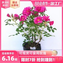 一件代发食用玫瑰花苗大马士革玫瑰平阴丰花月季花苗盆载植物开花