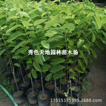 ȹ޽̨PϷţȷ֦ĦͥԺ