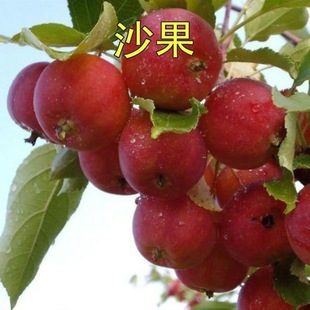 ɳ������С�O�� ���t������ ����ɳ�����O�����������Ϸ������Nֲ