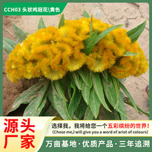 Դ�^���S���l�¿��u�ڻ��N�� �̨�����ļ��_�� �ͺ��͟���B��