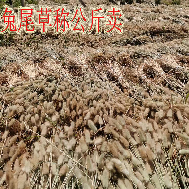 兔尾草狗尾巴草干花原色称公斤卖产地直供DIY材料包香薰蜡烛家居