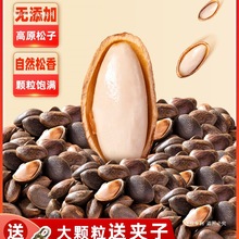 云南新鲜生松子原味大颗粒手剥松仁零食坚果2024新货松树籽非东北