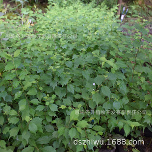 ����@��ֲ�� �� ��ľ ���� ��ɣ �Sɣ �Ϙ� ��ľ/С��ľ����