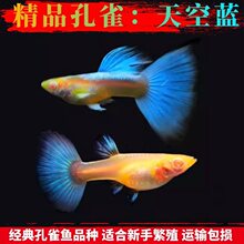 ���w�^�p�~����{��ȸ�~̥���~���ַ�ֳС���~���R�~�t�G���N�~