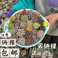 �㻨�̶���ֲ��M�����ԾGֲ���ܳȉ�¶���B��ݗ���k����������]