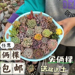 �����㻨�̶���ֲ��M�����ԾGֲ���ܳȉ�¶���B��ݗ���k��������