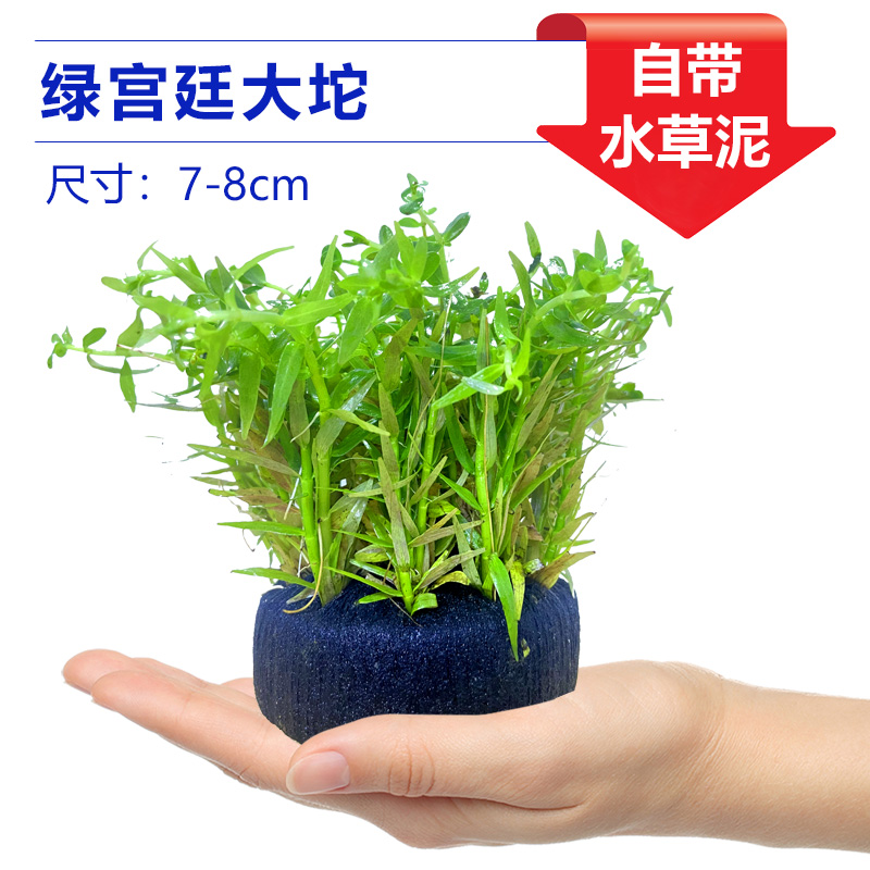 그린팰리스 그랜드 그래스 [얼리 어답터 가격]❤특별한 제안]