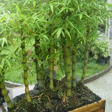 �������ԾGֲ�k���҃ȿ͏dͥԺֲ���_�h�������辰 ��������