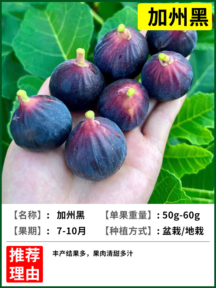 캘리포니아 블랙 6년생 모종 + 특수비료 [흙과 잎이 있는 1그루]