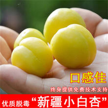 小白杏凯特杏树苗嫁接特大甜杏子树苗南北方种植盆栽地栽当年结果