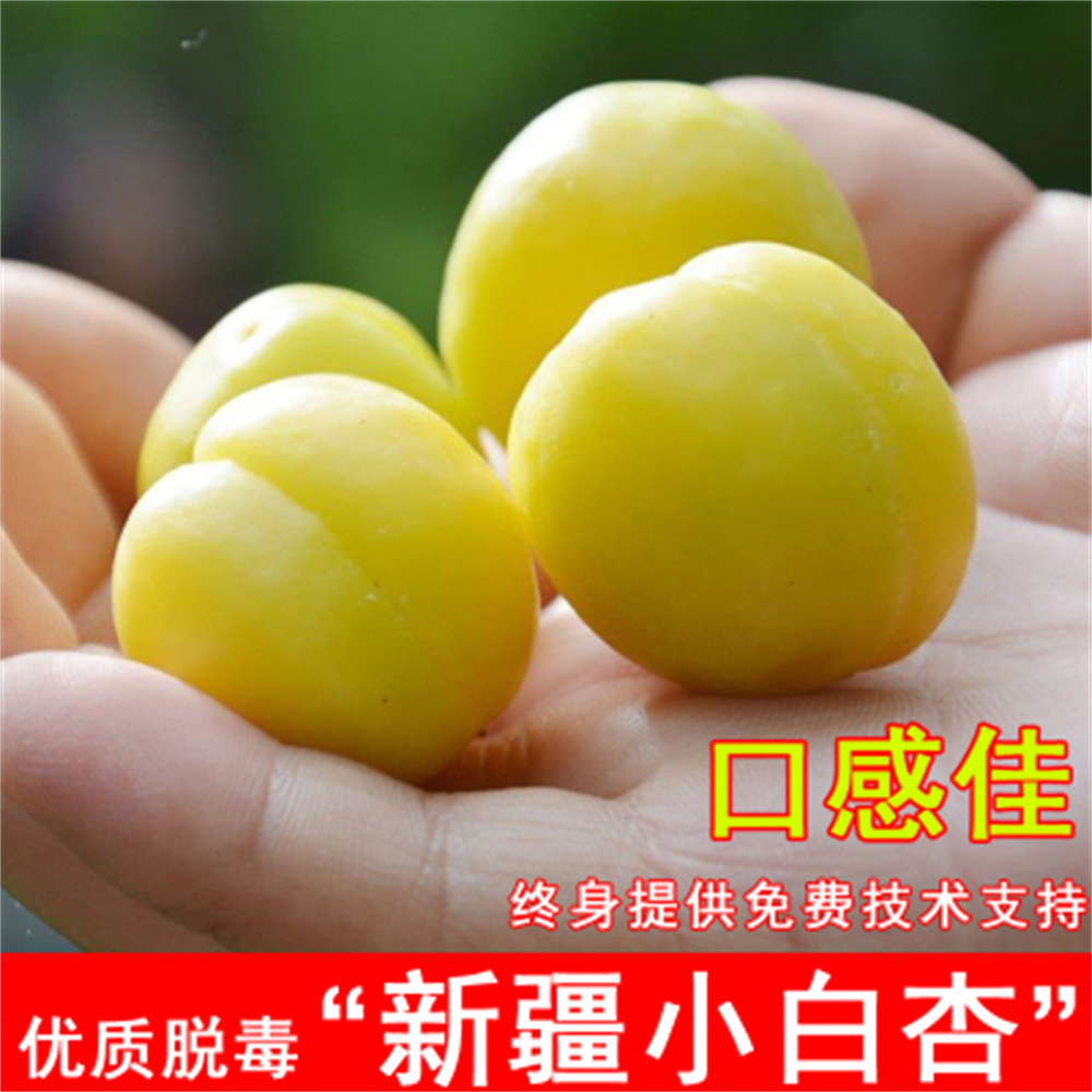 小白杏凯特杏树苗嫁接特大甜杏子树苗南北方种植盆栽地栽当年结果