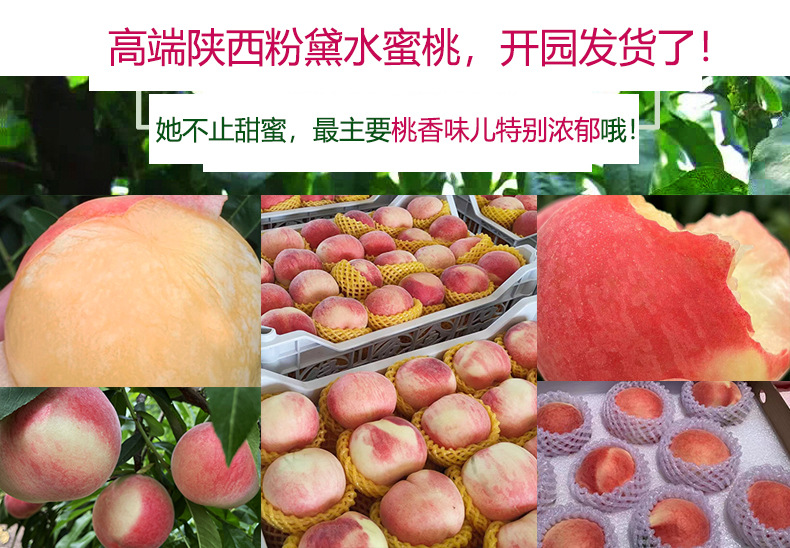 品种多桃子 宣传图