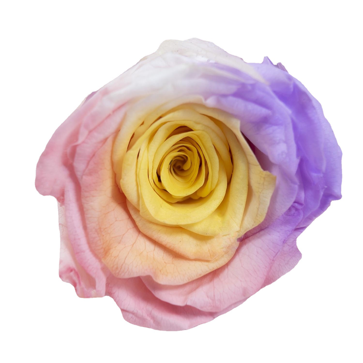 Yunnan yongsheng fábrica de flores al por mayor Rosa cabeza B grado hecho a mano DIY flor material flores gradiente color roto hielo azul