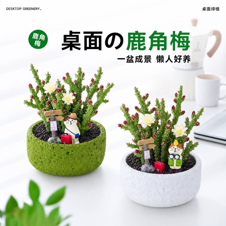鹿角梅仙人牡丹客厅阳台桌面造景盆栽种植四季好养仙人掌多肉植物