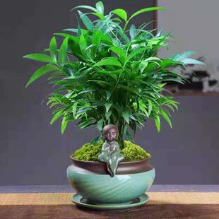 Bamboo and Cypress Potted Indoor Soil Culture New Favorite Office Desktop Green Plant Mosquito Repellent Bamboo Hydroponic Plant Evergreen and Easy to Maintain All Year Round