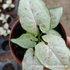 Base direct supply ｜ Milk paper dandruff fruit taro Syngonium net red and green plant potted flowers rare fun