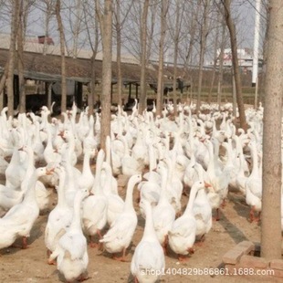 1��Ó�ت{�^�Z���������ش�N�{�^�Z���糱�����^�{�^�Z�Z��