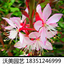 紫叶千鸟花 紫叶千鸟花品牌 图片 价格 紫叶千鸟花批发 阿里巴巴