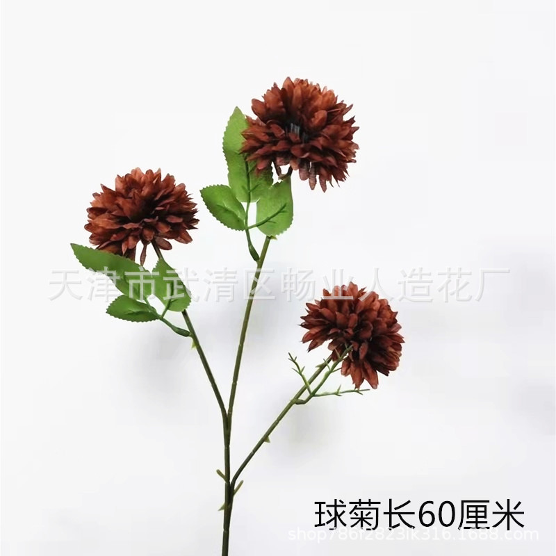 Chrysanthème