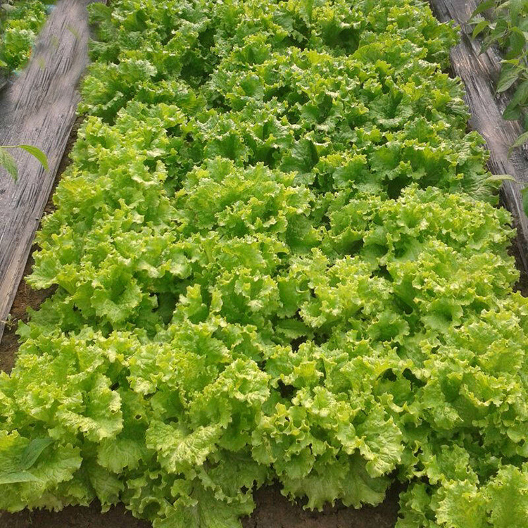 Siembra de lechuga de cuatro estaciones, semillas de lechuga de primavera y verano, semillas de lechuga de crema orgánica, semillas de lechuga de balcón