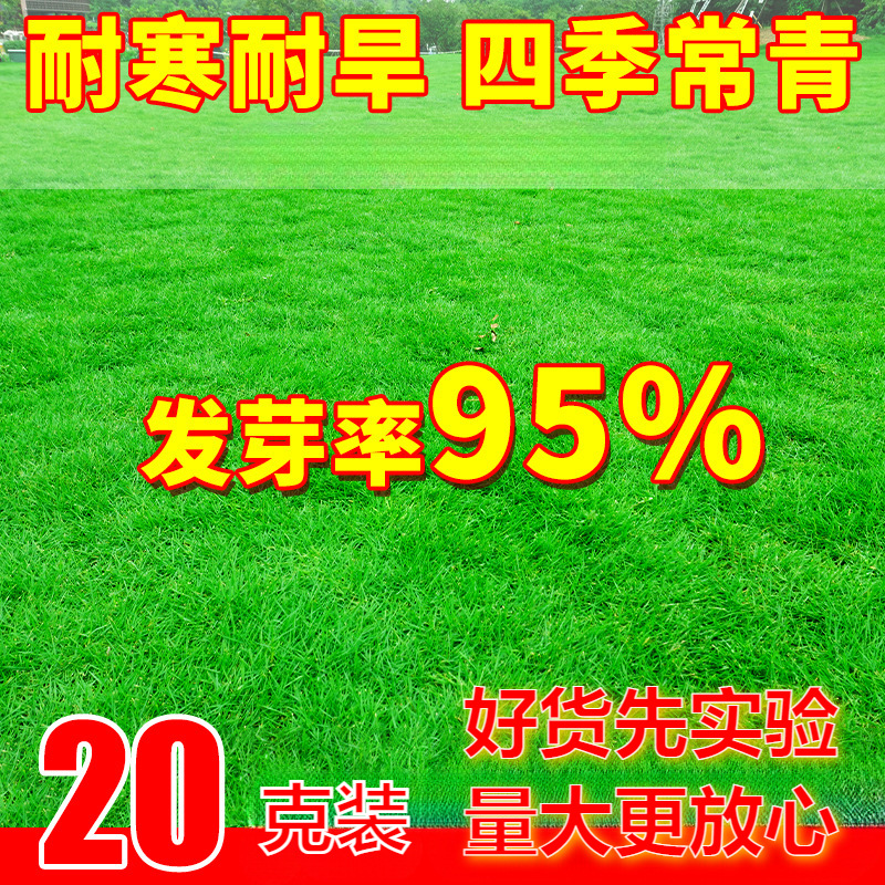 草坪草子四季常青地毯草庭院绿化黑麦草狗牙根护坡固土草子种籽孑