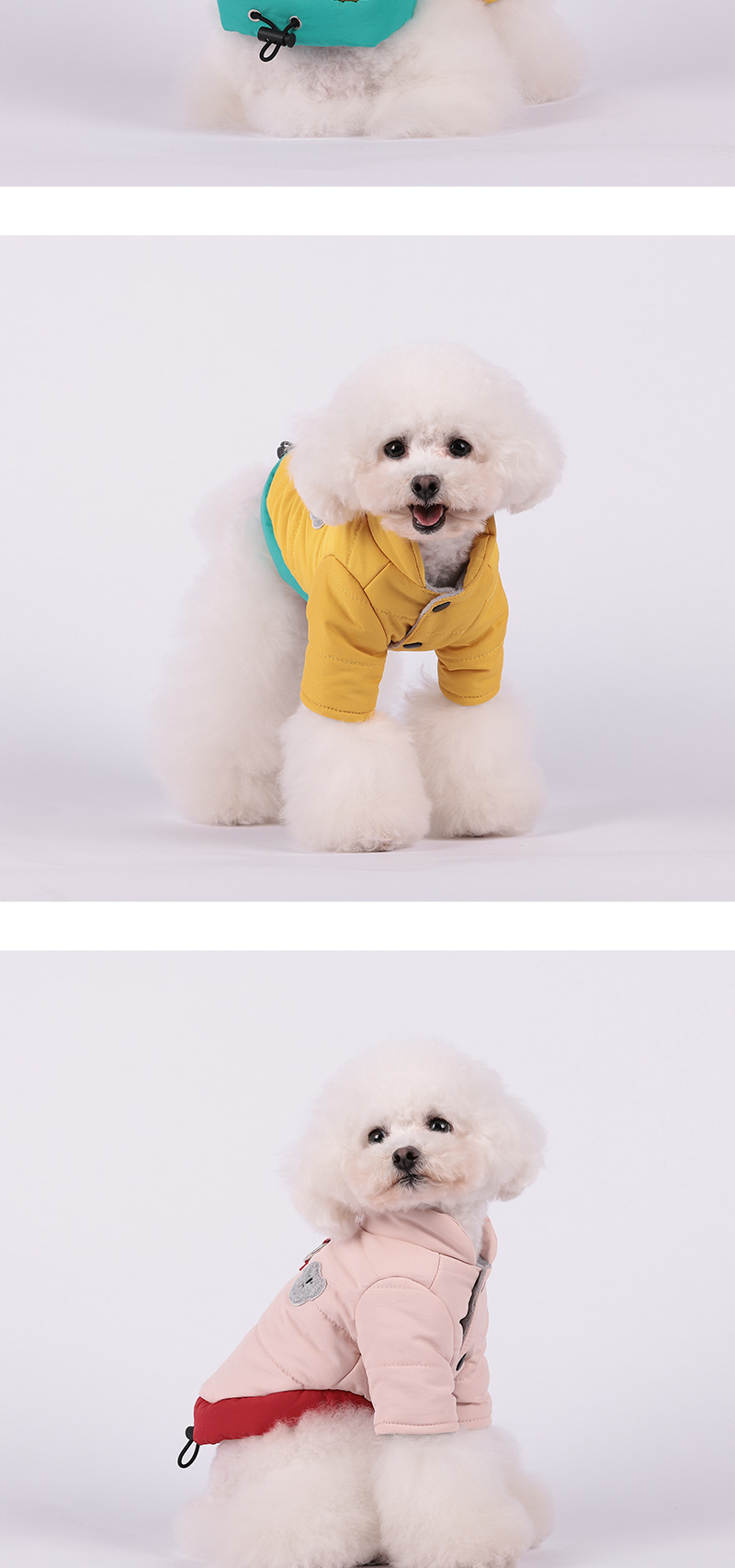 Dog in coat 3