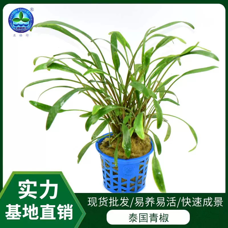 厂家批发造景植物装饰绿植盆栽兰花宠物园艺活体水草世界泰国青椒