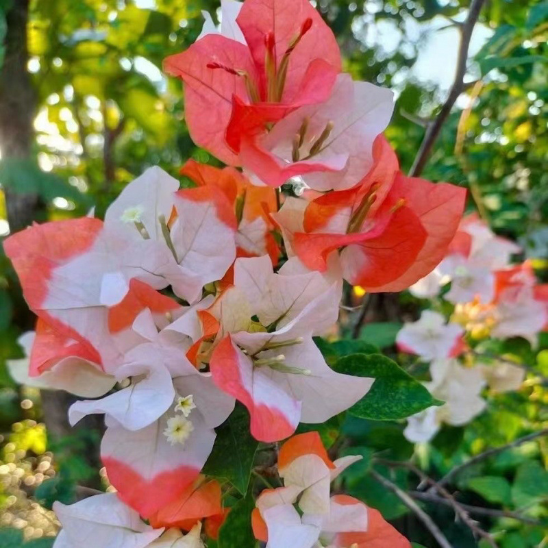 핫한 신제품 (오렌지 립스틱)