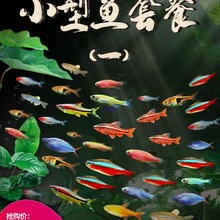 Ꭷ^p~BɏRˮ~ʹȸСͼtGС~