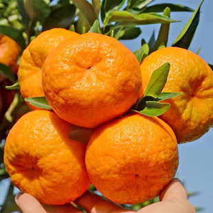 ��ϗո������ �Ĵ� �F�� ��ͨ ���� �V���ո����ٹ��������l