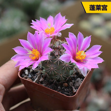 ���ֺ���������ϵ���ճ��������B����ϼ��M�϶�ë��������
