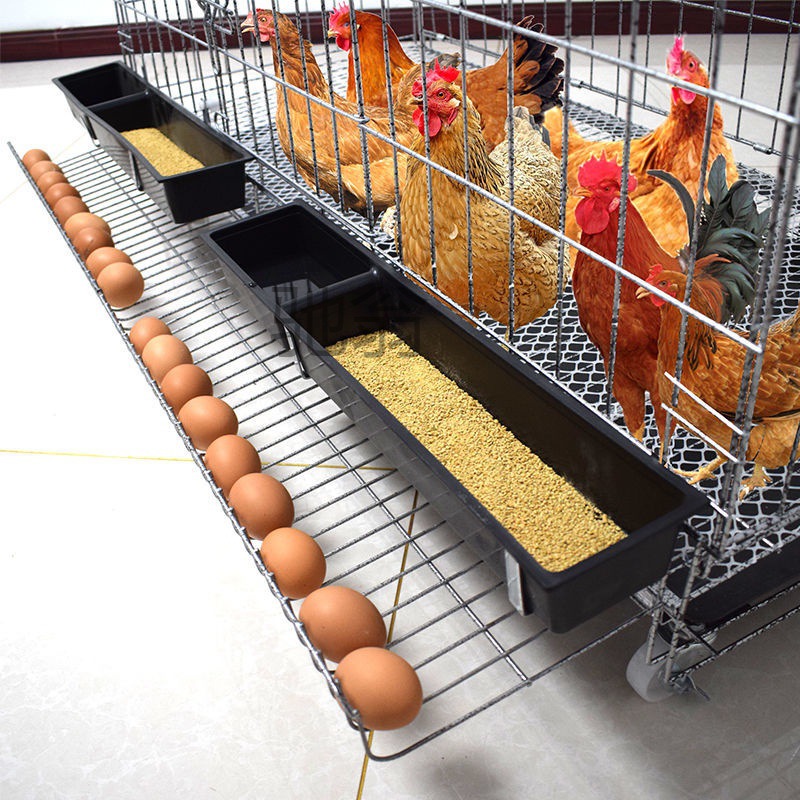 dds鸡笼子家用大号包邮养殖笼运输鹌鹑笼鸭笼鹅笼蛋鸡笼自动滚蛋