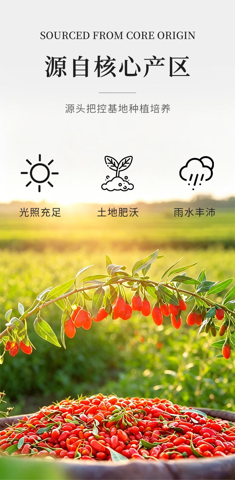 Freeze Dried Goji Berries Gou Qi Zi 100g Premium Ningxia Zhongning Large Fruit Ready to Eat quality and texture