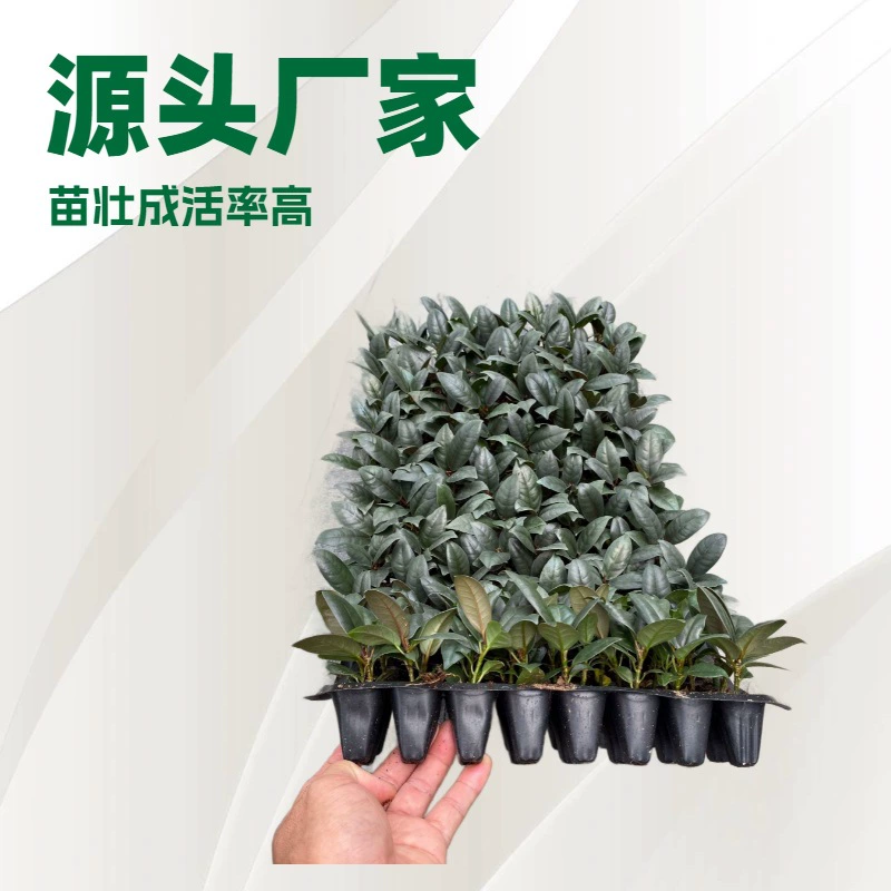 Комнатные и уличные растения, резинофиты, растения в горшках «Черный бриллиант», интересные ландшафтные цветы, маленькие рассады оптом