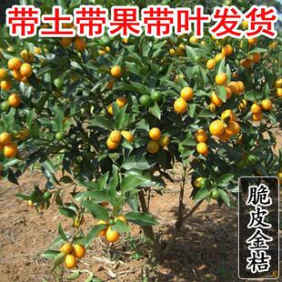 �����Ƥ�ۻ�Ƥ�����l�����޽�����X���������Ә��箔��Y��