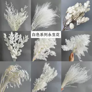 永生花白色系列干花真花婚庆婚礼 永生花干花材料装饰 永生花花材