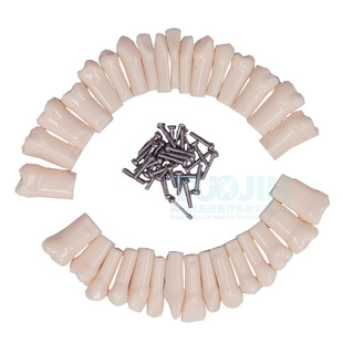 32 Teeth Teeth Model Oral Teaching Practice Resin Teeth Preparation Practice Teeth Teeth Grains Optional Teeth Position