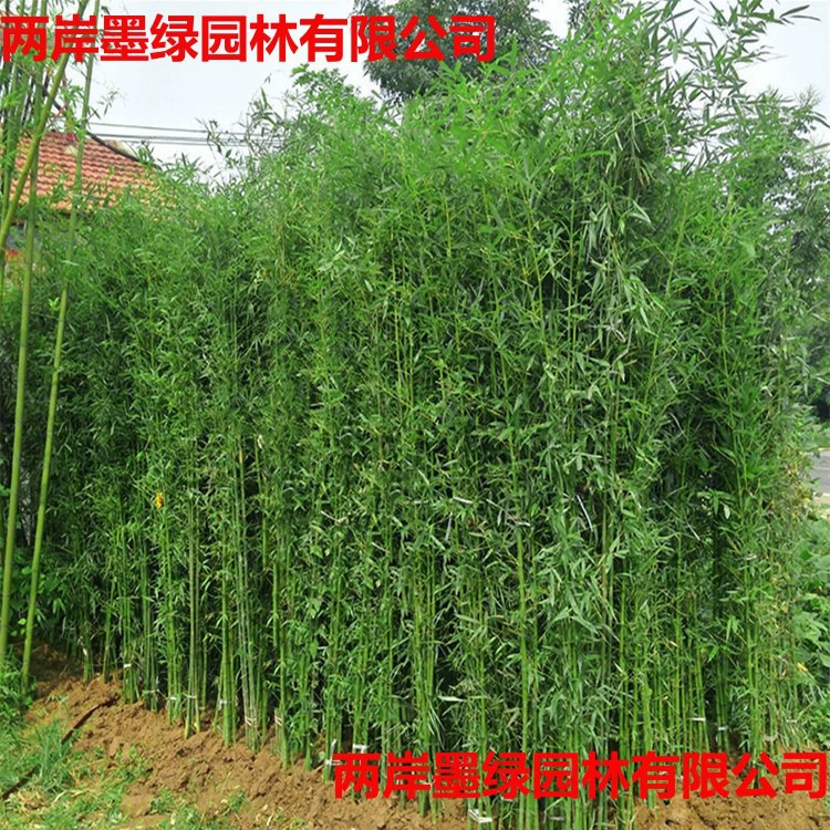 Оптовые бамбуковые саженцы, зеленые бамбуковые саженцы, золотые бамбуковые саженцы, золотые нефритовые бамбуковые саженцы, фиолетовые бамбуковые саженцы, садовые декоративные растения, вечнозеленые круглый год