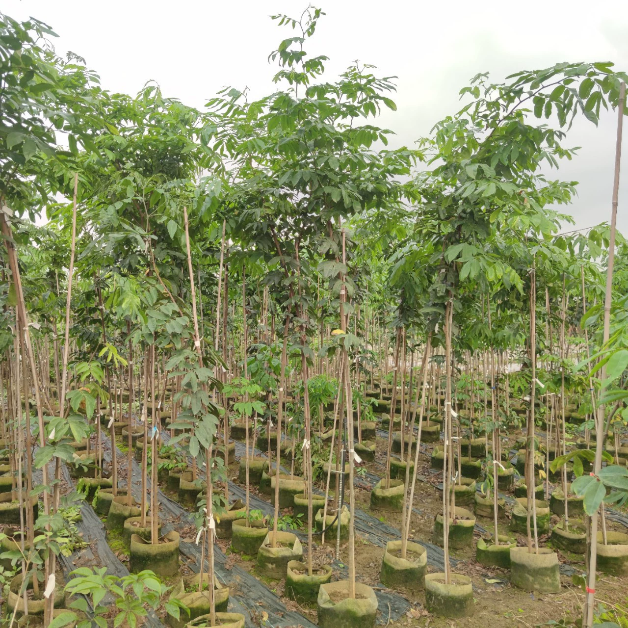 2304 питомник поставляет саженцы Yihua 2-3 метра в сельской местности