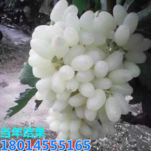 ���l�R�����ӟo���������Ѱ�ţ������С���ϱ����Nֲ�ļ�����Y��