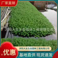 ˮ��ֲ�� �۾G��β�� ����ˮ�| ��ˮֲ�����l��β�� ��������~��