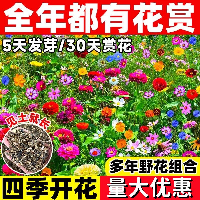 Four-Season Wildflower Mix Seeds for Blooming in Gardens, Outdoor Balconies; Cosmos and Periwinkle Seeds, Cold-Resistant Dwarf Varieties Four-Season Wildflower Mix Seeds for Blooming in Gardens, Outdoor Balconies; Cosmos and Periwinkle Seeds, Cold-Resistant Dwarf Varieties