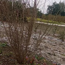 �ؑc�F�ݳɶ�ʯ���22����ʯ���25����ʯ���28����ʯ���30����